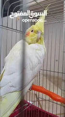  3 ببغاء كوكتيل حلو ومرتب وبعمر اصغير اكلو معو وقفسو معو ونضيف جدآ للبيع مع جميع اغراضو
