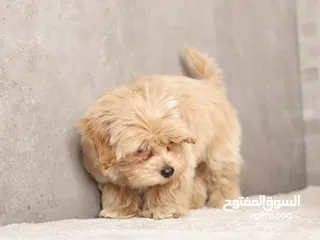  5 Maltipoo  جراء مالتيبو