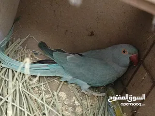  6 ببغاء كويكر. و دره. و فراخ دره و كويكر  تابع وصف طيور بسعر حرق