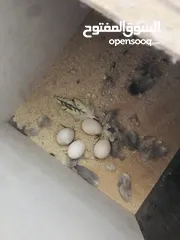  8 جوز كوكتيل شغال ميا بلميها بسعر مغري