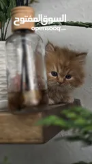  4 شركة توصيل قطط