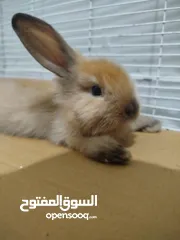  2 ارنب ليون هيد ، الارنب جميل جدا و بيحب اللعب جدا عمره شهرين و مفيش خوف من الايد خالص و متعلم ليتر بو
