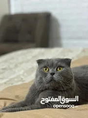  1 قط للتزاوج