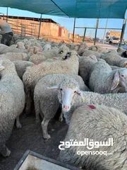  3 غنم روماني بلدي اسباني