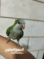  1 ببغاء كويكر أليف جدا و ما بعض