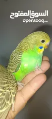  13 طيور حب نوعيه ممتازه