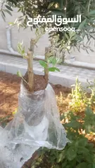  27 كافة الخدمات والأعمال الزراعية بأحدث الطرق العلمية