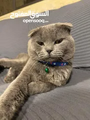 2 قط Scottish Fold للبيع بسعر مميز