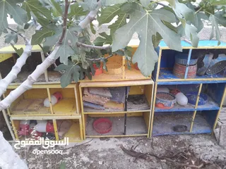  2 قنون حمام لوكسان