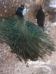  2 طاووس ذكرر