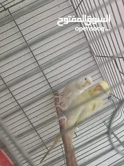  1 متاح 3 جواز حب عادي جاهزات  وجوز حب هوغو رومو ابيض عين حمرا مع فرخه عمر اسبوعين   داخل اربد بسعر مرت