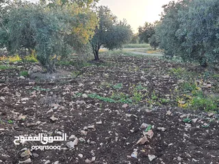  4 مزرعة زيتون بلدي للبيع ضمن حبراص