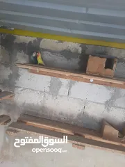  2 جوز روز مع فراخة