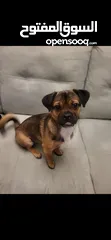  1 French terrier and black pug hybrid