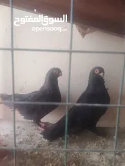  1 انجليزي اسود و مصريه سوداء
