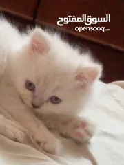  1 قطط للبيع همالايا للبيع ما شاء الله