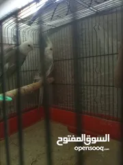  6 جوزين كوكتيل تحتهم بيض للبيع منهم جوز وايت فيس