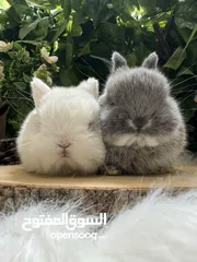  8 أرنب انقلش انقورا والقزم وهولاند لوب و هوتوت - English Angora ,Dwarf,Holland lop & Hotot