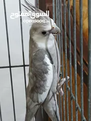  2 زوج كوكتيل وايت فيس