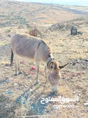  1 حماره للبيع