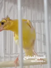  2 أربع حبات بناديك جنوبي عمر ثلاث شهور للتواصل زرقاء جبل طارق