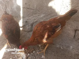  3 ديك مع دجاجه عرب انااضف بياض