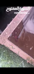  4 جوز دره البينو تحتو 3 فراخ و ضل بيضتين