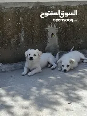  3 Pure white Loulou puppies for sale-3 months old- /puppy