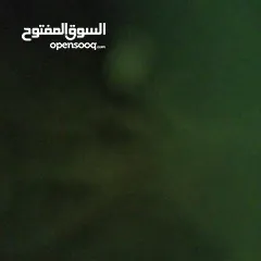  4 جوزين جنه وفوقهن حبه تحتهم بيض للبيع او للبدل