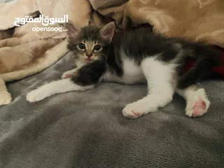  8 قطة صغيرة للبيع ( عمر شهرين تقريباً )