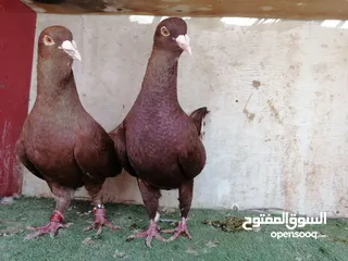  1 جوز شكالي تحتهم بيظ .. وفي كمان جوز اسود