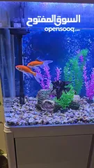  3 للبيع حوض أسماك زينة استخدم بسيط و بحالة ممتازة مع جميع الملحقات و المستلزمات