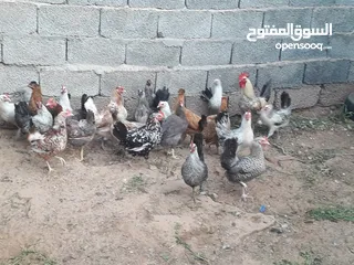  3 دجاج عربي عتاتيق ايدحي