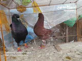  2 جوز كينجات مدنسرات
