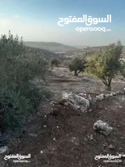  3 ارض مزروعة زيتون للبيع \ صوريف