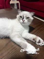  12 قط ذكر سكوتش فولد مكس شيرازي