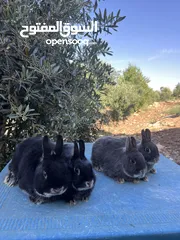  9 ارانب زينه •••الارنب المقزم وانجورا تيدي بير بيور•••