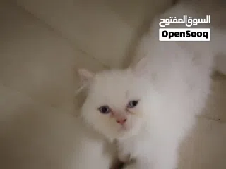  5 beautiful kitten 2 month old for sale