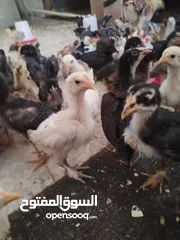  6 صيصان بلدي عمر شهرين جوده عاليه