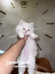  1 شيرازي ثلاث شهور