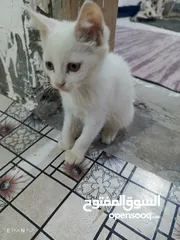  3 قطة انثى شيرازي عمر 45 يوم اليفه كلش