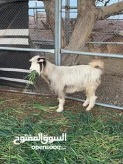  2 بيع المواشي