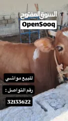  1 للبيع مجموعة حيوانات ومواشي