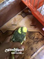 2 فحل حب شبه الف سعر مغري جدااا