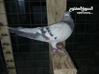  13 كوم كامل للبيع  دينارين ونص الحبه زق وكش الفحول كلها كش