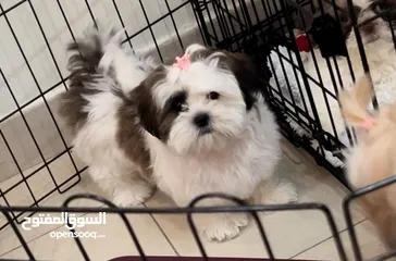  2 Mini Shih Tzu pure female puppy fully vaccinated, trained with Microship and Passport.