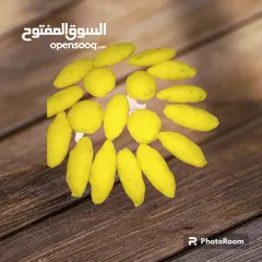  1 معجنات دللني