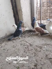  21 متاح جواز و حبات فلت موجودات طبربور سعرهن كويس