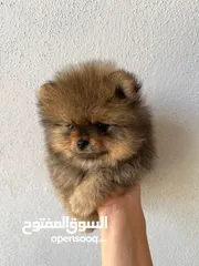  2 Pomeranian, 3 months كلب بوميرانيان ذكر عالي الجودة، عمره ثلاثة أشهر.
