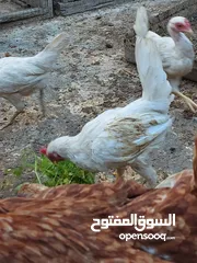  9 دجاج عرب أصليات